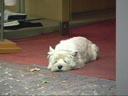 sleepingdog1-t.jpg (9628 bytes)